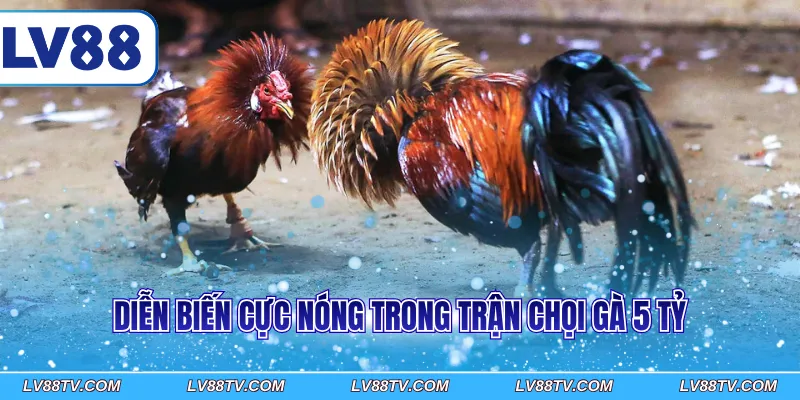 Diễn biến cực nóng trong trận chọi gà 5 tỷ